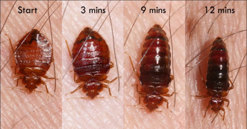 Bed Bug Behaviour
