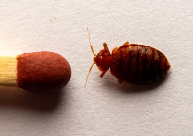 Bed Bug Treatment