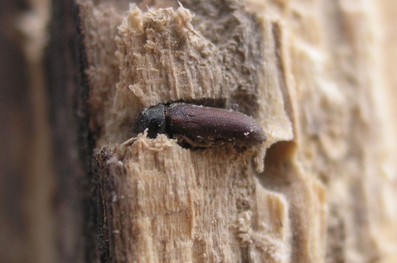 Borer Damage to Timber
