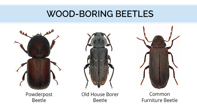 Types of Timber Borers