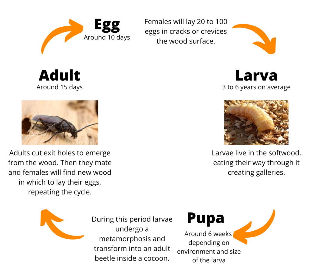 Borer Prevention Treatment