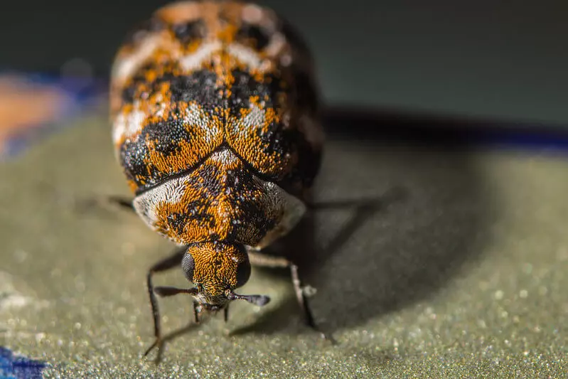 Carpet Beetle Damage to Fabrics