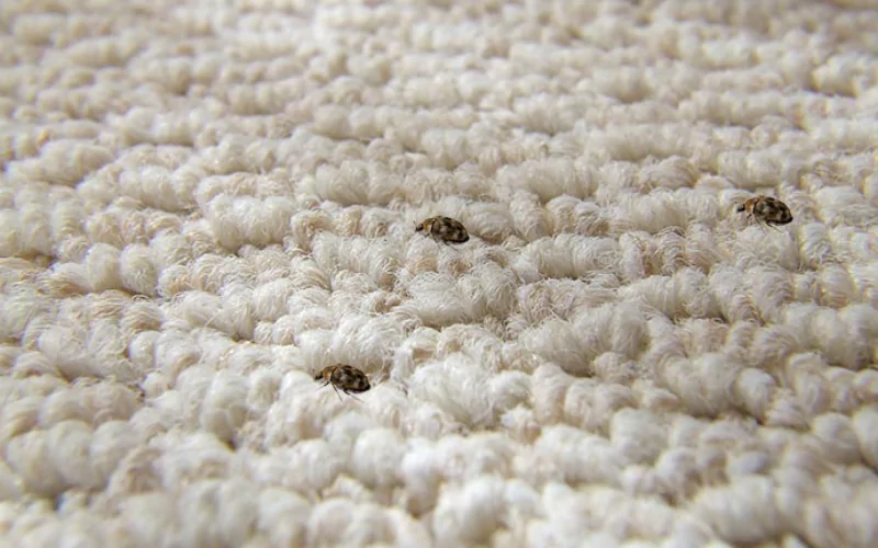 Carpet Beetle Pest Control