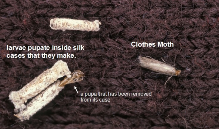 Clothes Moth Behaviour