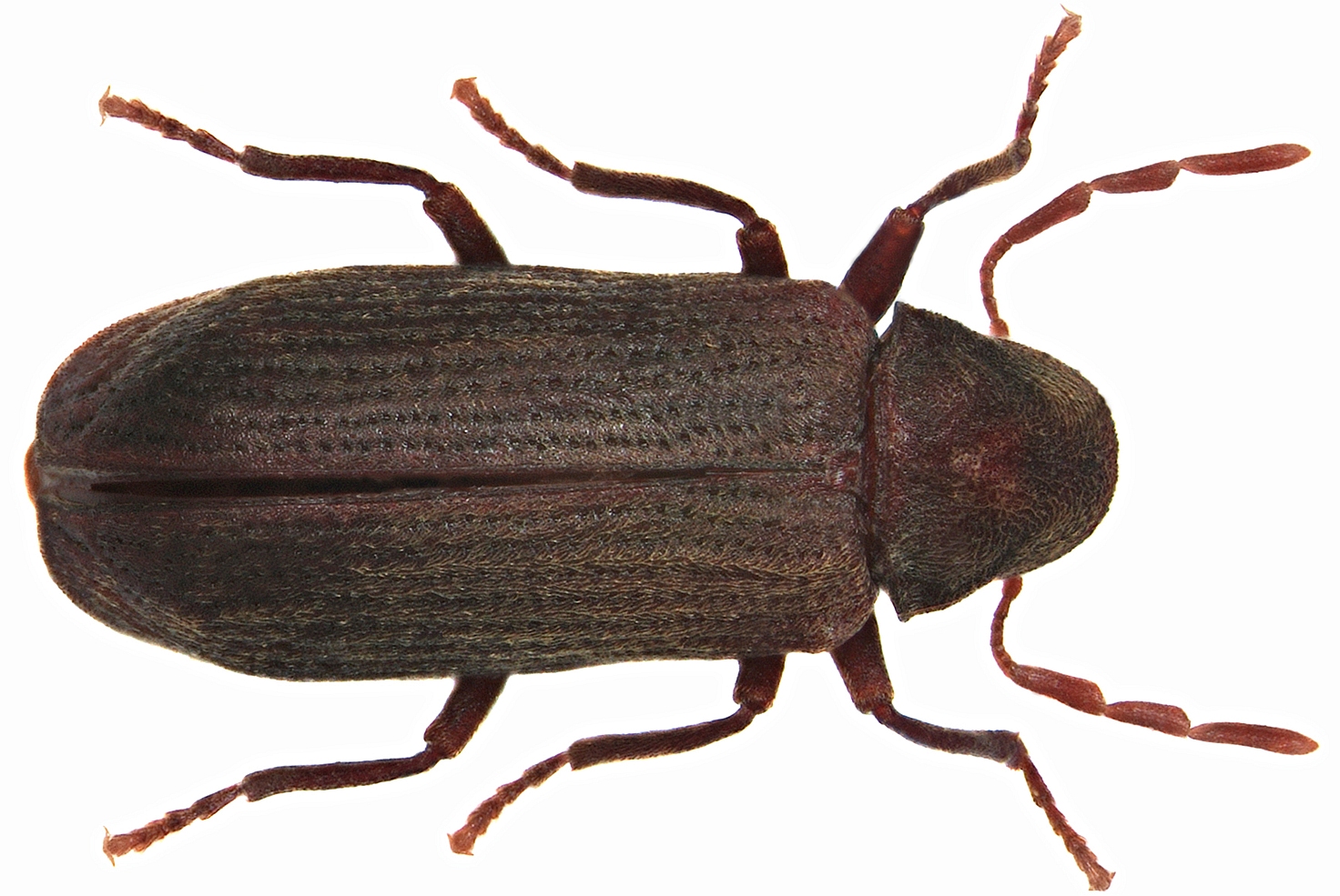 Wood Borer