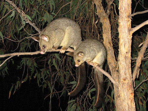 Possums