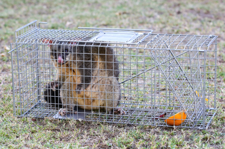 Possum Control