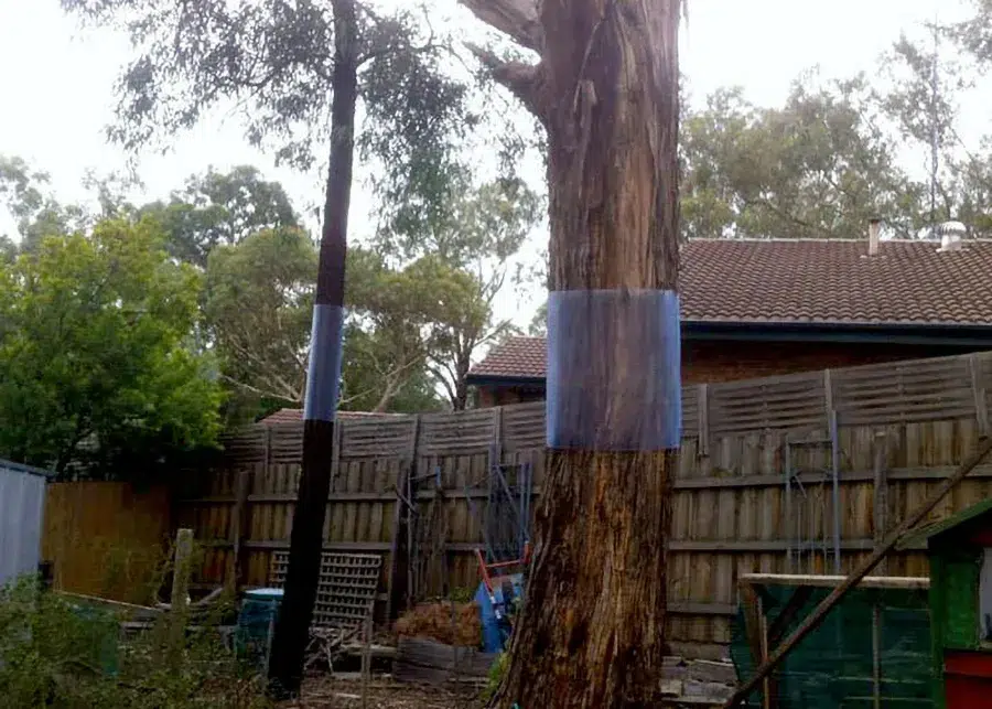 Possum Prevention Tips