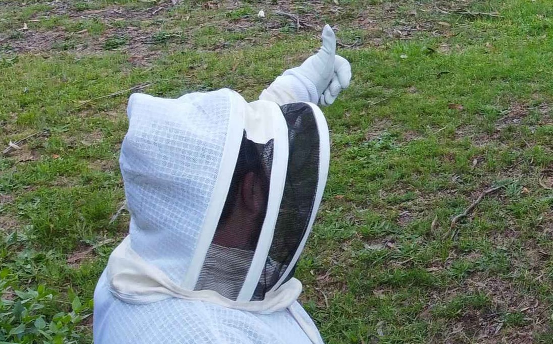 swiftpestsolutions bees