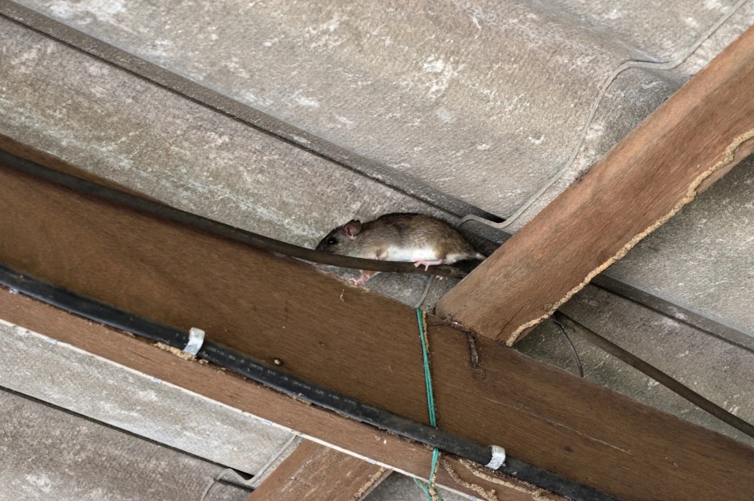 Rodent Problem Identification