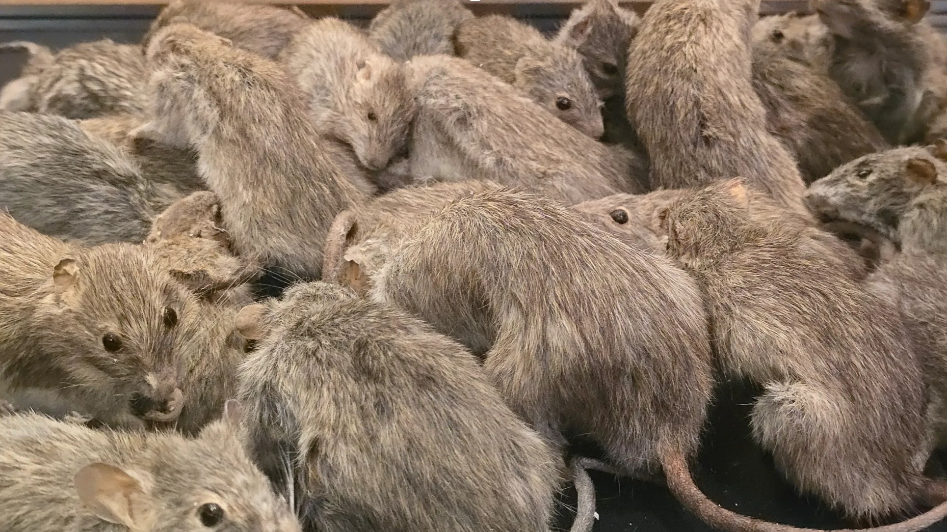 Rodents in Victoria