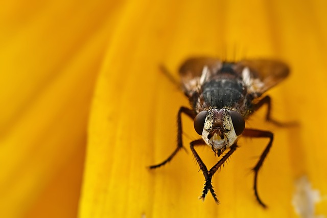 Pest control services in Lysterfield