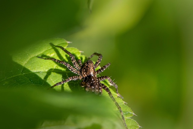 Pest control services in St Helena