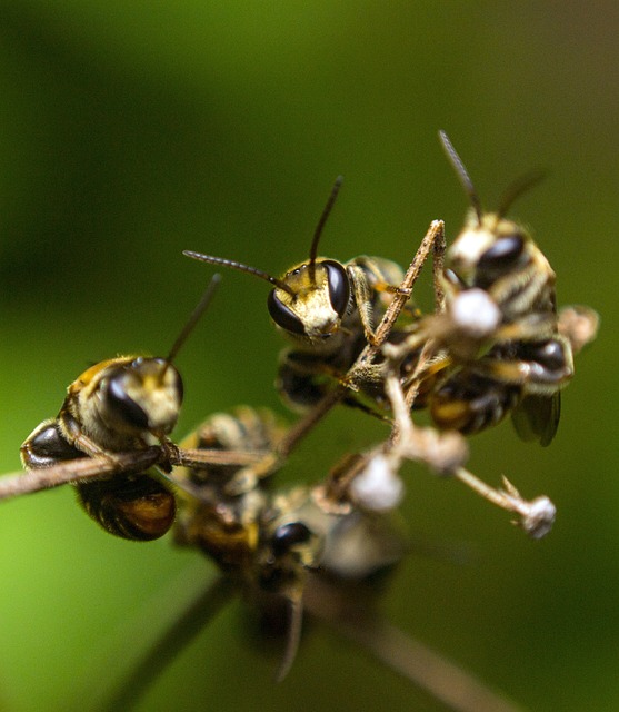 Pest control services in Broadmeadows