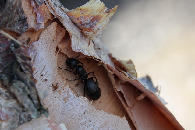 Pest control services in Essendon Fields