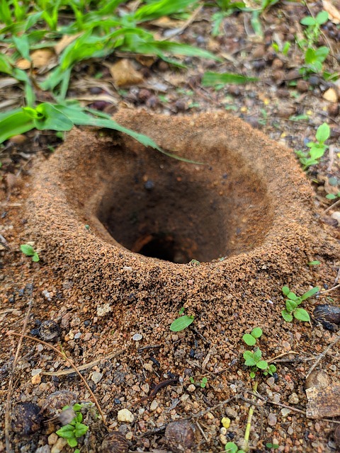 Pest control services in Werribee South