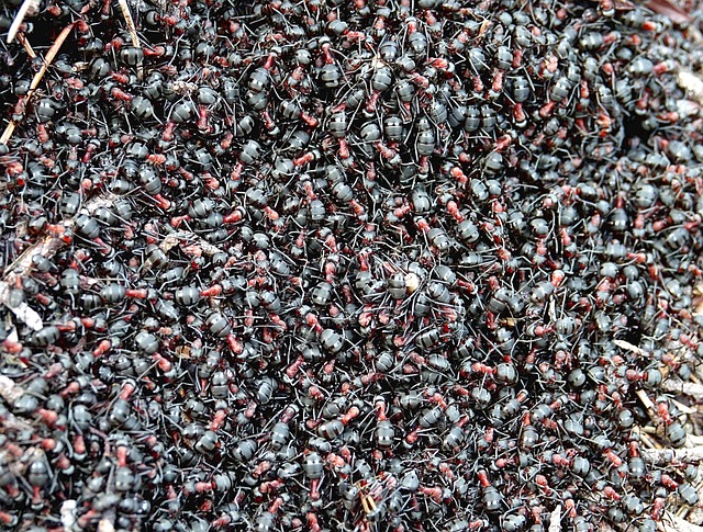 Pest control services in Research