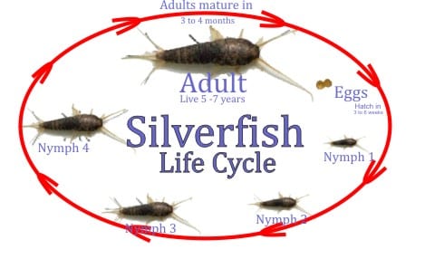 Silverfish Behaviour