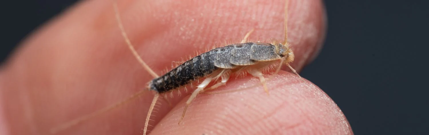 Silverfish Treatment