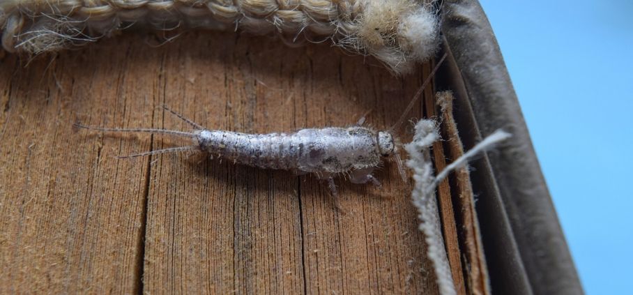 Silverfish Prevention
