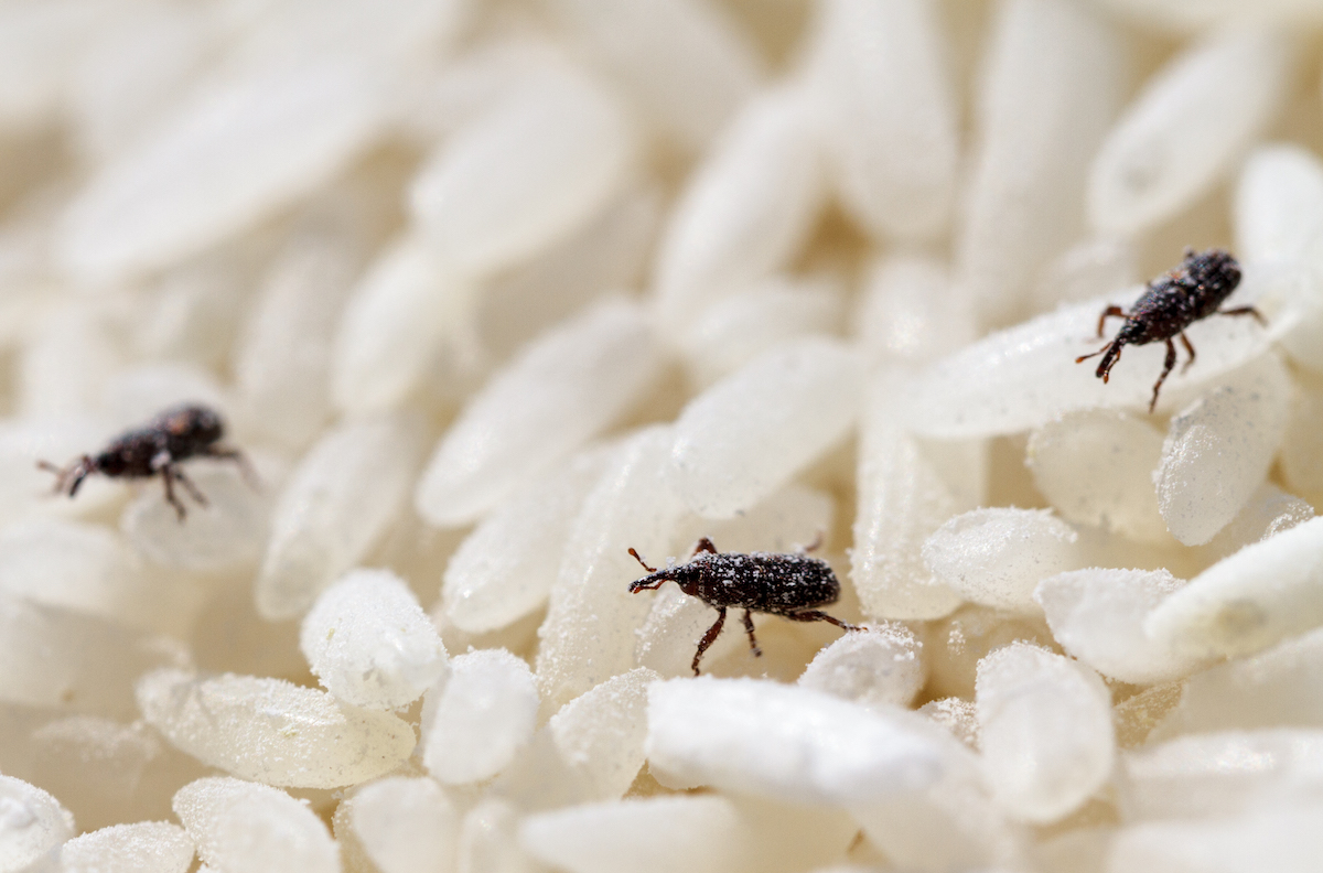 Non-Food Infestations